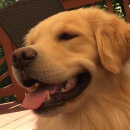 Julien - Golden Retriever