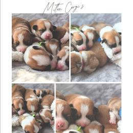 Boy 3 - White and red male Pembroke Welsh Corgi puppy in Milton, Florida from Milton Corgis