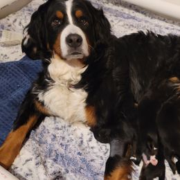Twitch - Bernese Mountain Dog
