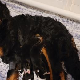 Twitch - Bernese Mountain Dog