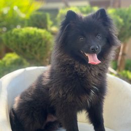 Mickey - Black male Pomeranian puppy in Los Angeles, Santa Clarita, California from LT_Poms