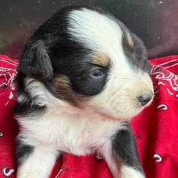 Spark - Black tri-color female Australian Shepherd puppy in Stanford, Kentucky from Red Feather Aussies