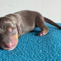 Hulk - Chocolate and tan male Dachshund puppy in Afton, Oklahoma from C5 Doodles