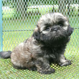 Ronnie - Brindle male Shih Tzu puppy in Wild Rose, Wisconsin from Sorenson's Shih-tzus
