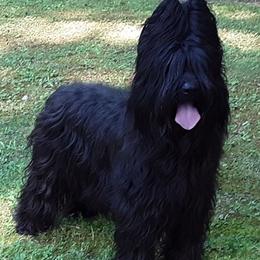 Briards from Briards De Bejaune