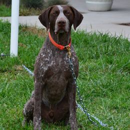 German Shorthaired Pointers from Westpointe