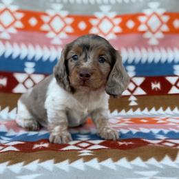 Lucky Day (Three Amigos) - Dapple male Dachshund puppy in Knoxville, Tennessee from Over The Moon Minis