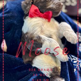 Goldendoodle Puppies from Life is Golden Doodles