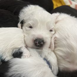 Old English Sheepdog Puppies from Walnut Ridge Farms OES