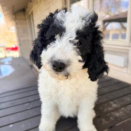 Muffin - Black and white female Bernedoodle puppy in Silver Lake, Indiana from ‘Mut’zger Doodles