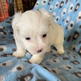 Girl 2 - female Coton de Tulear puppy in Rubicon, Wisconsin from Darryl's Cotons de Tulear