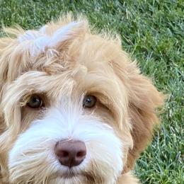 Gracie - Australian Labradoodle