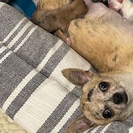 Chihuahuas from Crate Escape Kennels