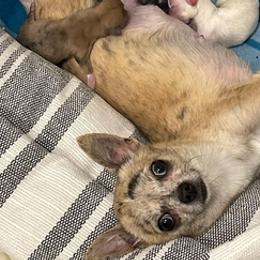 Chihuahuas from Crate Escape Kennels