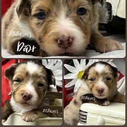 (6) Dior, RMF - Red merle female Miniature American Shepherd puppy in Huntington, Texas from JKKJ Farms, LLC