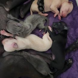 Black Boy - Black male Italian Greyhound puppy in Snohomish, Washington from Divine Italian Greyhounds
