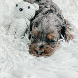 Boy 2 - Merle male Cockapoo puppy in Otisville, Michigan from Danie’s Darling Doodles LLC