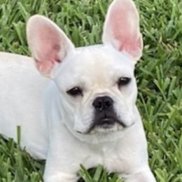 Maddy - French Bulldog