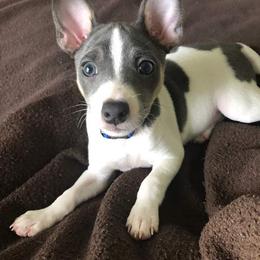 Rat Terrier Puppies from Dal Cais Rat Terriers