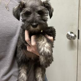 Border Collie and Miniature Schnauzer Puppies from Circle R Sidney