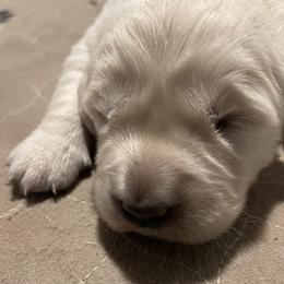 Golden Retriever Puppies from Sugar Creek Goldens
