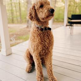 Mav - Goldendoodle