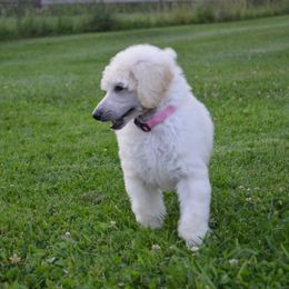 Poodle Puppies from D and D Standard Poodles