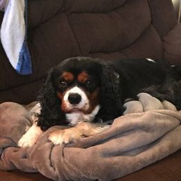 Cavalier King Charles Spaniel All Grown Up from Elizabeth Kessinger