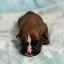 Boy 3 - Fawn male Boxer puppy in Prestonsburg, Kentucky from Bre’s Boxers