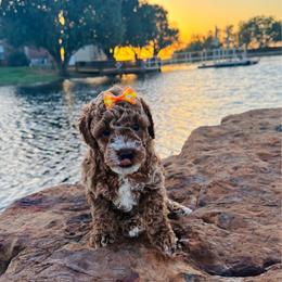Plum - Apricot female Goldendoodle puppy in Kingfisher, Oklahoma from Perdue Puppies