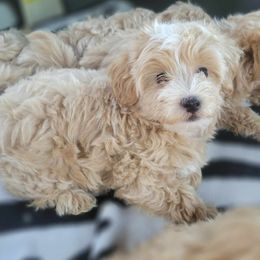 Maltese, Maltipoos, and Poodles from C&Js Tiny Toys