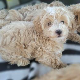 Maltese, Maltipoos, and Poodles from C&Js Tiny Toys