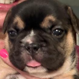 Stella - Tricolors female French Bulldog puppy in Franklin, Pennsylvania from Falco’s Frenchies