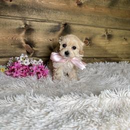 Letty - Cream female Maltipoo puppy in Middlebury, Indiana from Pine Grove Canines