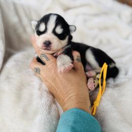 Dogue - Black and white male Pomsky puppy in Yavapai County, Arizona from Pawsh Pomskies