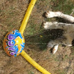 English Springer Spaniels from Cedarhome Springers