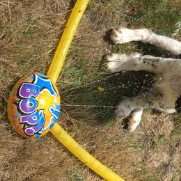 English Springer Spaniels from Cedarhome Springers