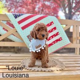Louisiana - Red  male Goldendoodle puppy in Springville, Utah from JW Doodles