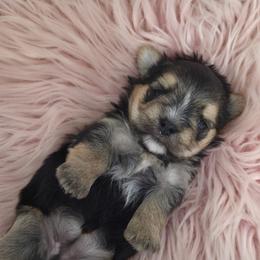 Mabel - Black & tan tri-color female Morkie puppy in Monticello, Iowa from Ashley’s Puppies