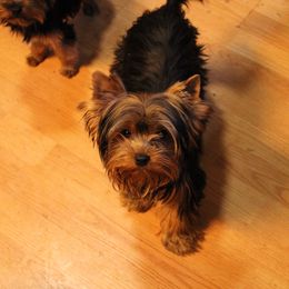 Bear - Yorkshire Terrier