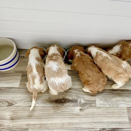 Cavalier King Charles Spaniel Puppies from Bella Fleur Cavaliers