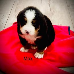 Max OFA - Black and rust male Bernese Mountain Dog puppy in Strasburg, Ohio from Lois Allison