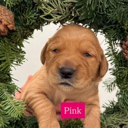 Female pick 2 - Dark golden female Golden Retriever puppy in Windsor, California from Copper Tail Golden Retrievers