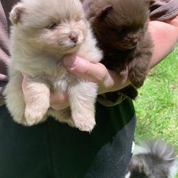 Pomeranian Puppies from PawSitive Therapy Pomeranians