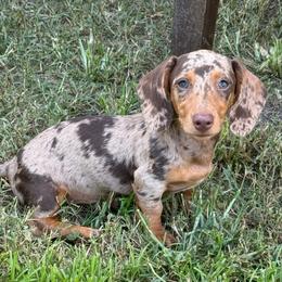 Chocolate dapple - Dapple female Dachshund puppy in Defuniak Springs, Florida from Anastasia Knight's Cocker Spaniels
