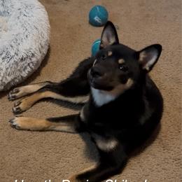 ChouChou (Butterfly) - Black and tan female Shiba Inu puppy in Derby, Kansas from Heart’s Desire Shiba Inus
