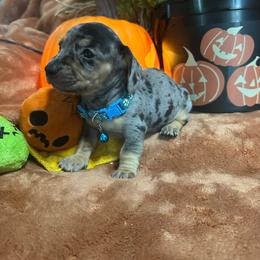 Baby blue - Dapple male Dachshund puppy in Saint Jo, Texas from Reeves Dashing-Hounds