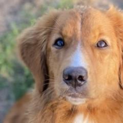 Nova Scotia Duck Tolling Retrievers from Highland Tollers