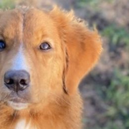 Nova Scotia Duck Tolling Retrievers from Highland Tollers