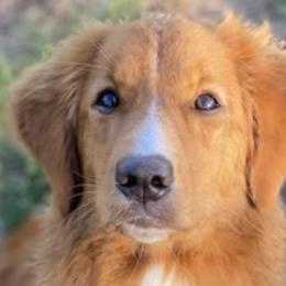 Nova Scotia Duck Tolling Retrievers from Highland Tollers